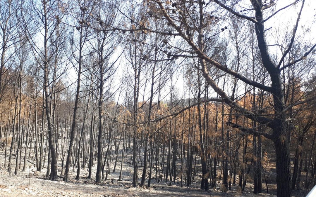 Une valorisation des bois incendiés