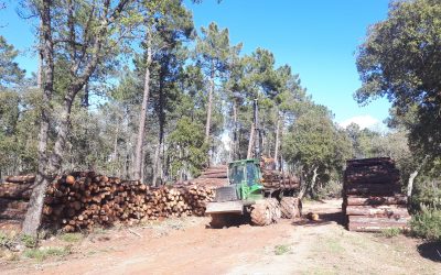 Intervention forestière sur la commune de Tourrettes (83)